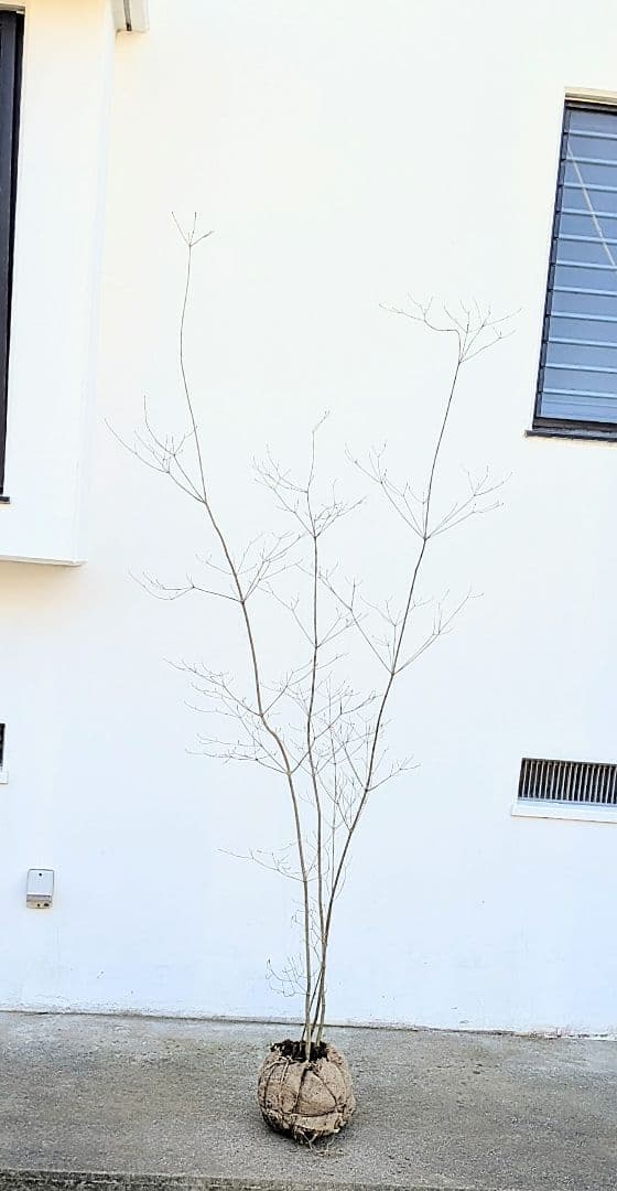 至極。山採りドウダンツツジ。