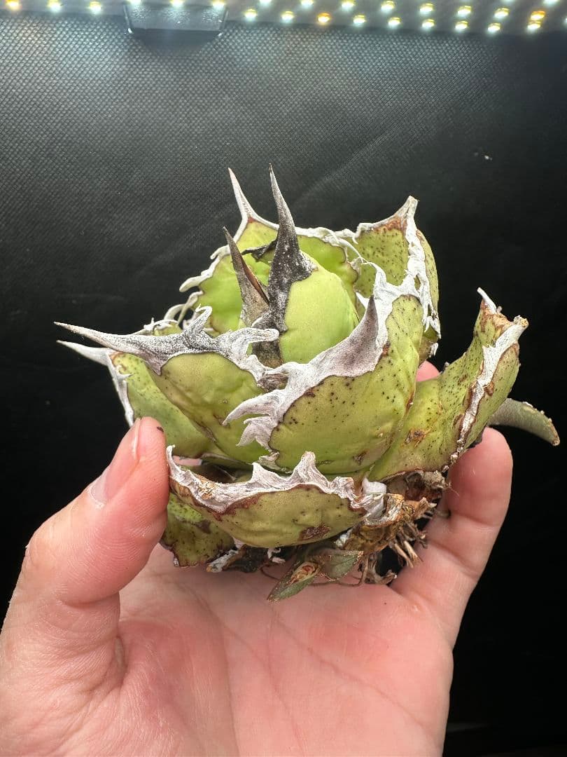 【アガベ_オアハカ】強針 ボールタイプ コンパクト