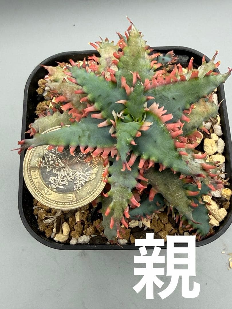 上アロエ　ハイブリッド　Aloe hybrid 子株　第四種　Fe−12