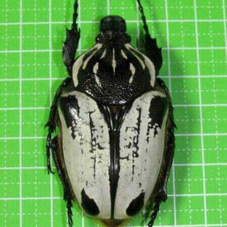 カメルーン産 アルバトス f.ストリアトス ゴライアス 69mm