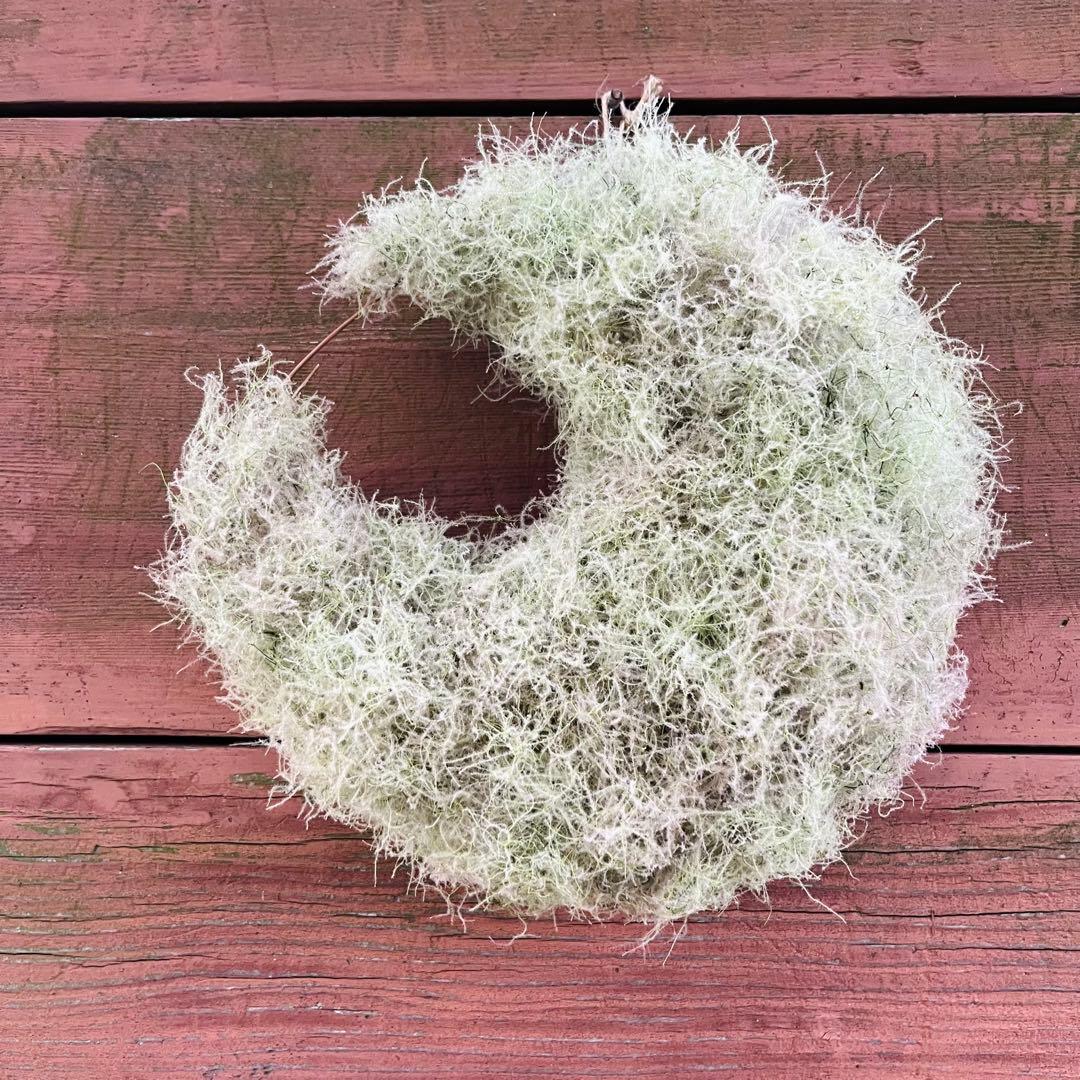 夏、秋、冬、春、来夏も^ ^スモークツリー　三日月リース　リース