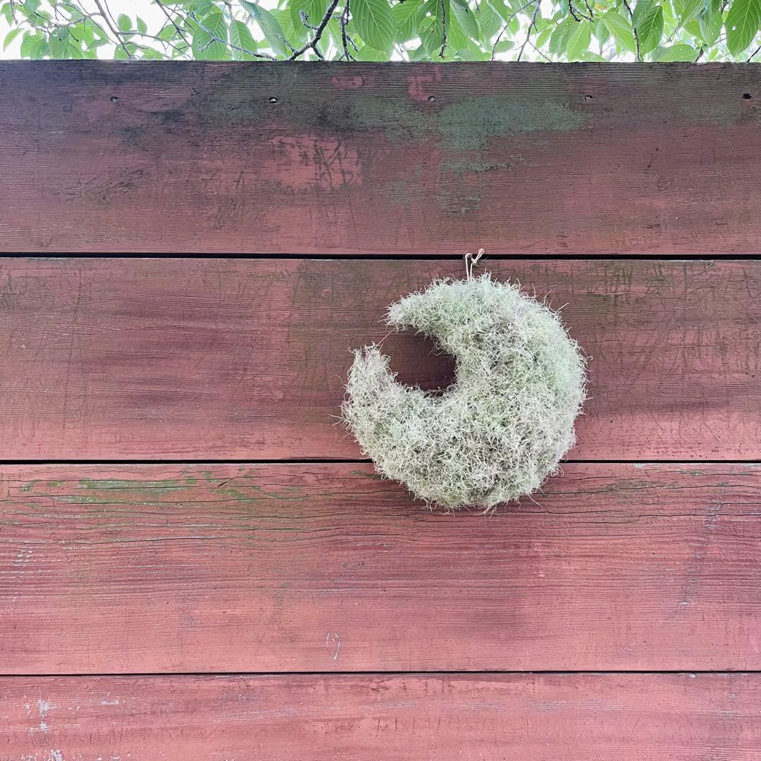 夏、秋、冬、春、来夏も^ ^スモークツリー　三日月リース　リース