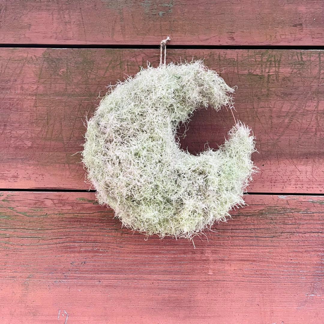 夏、秋、冬、春、来夏も^ ^スモークツリー　三日月リース　リース