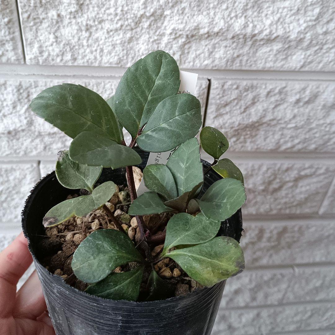 クリスマスローズ　ピンクニゲル　八重　ダブル　苗　鉢　バラ