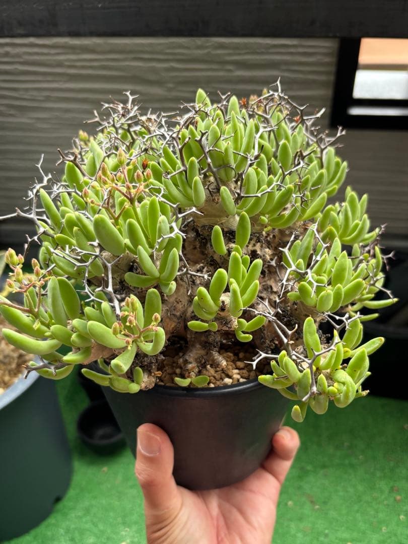 大株❗️ 塊根植物　チレコドン　レキュラータス　万物想　現地球