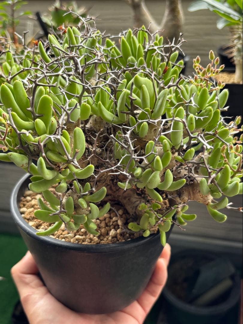 大株❗️ 塊根植物　チレコドン　レキュラータス　万物想　現地球