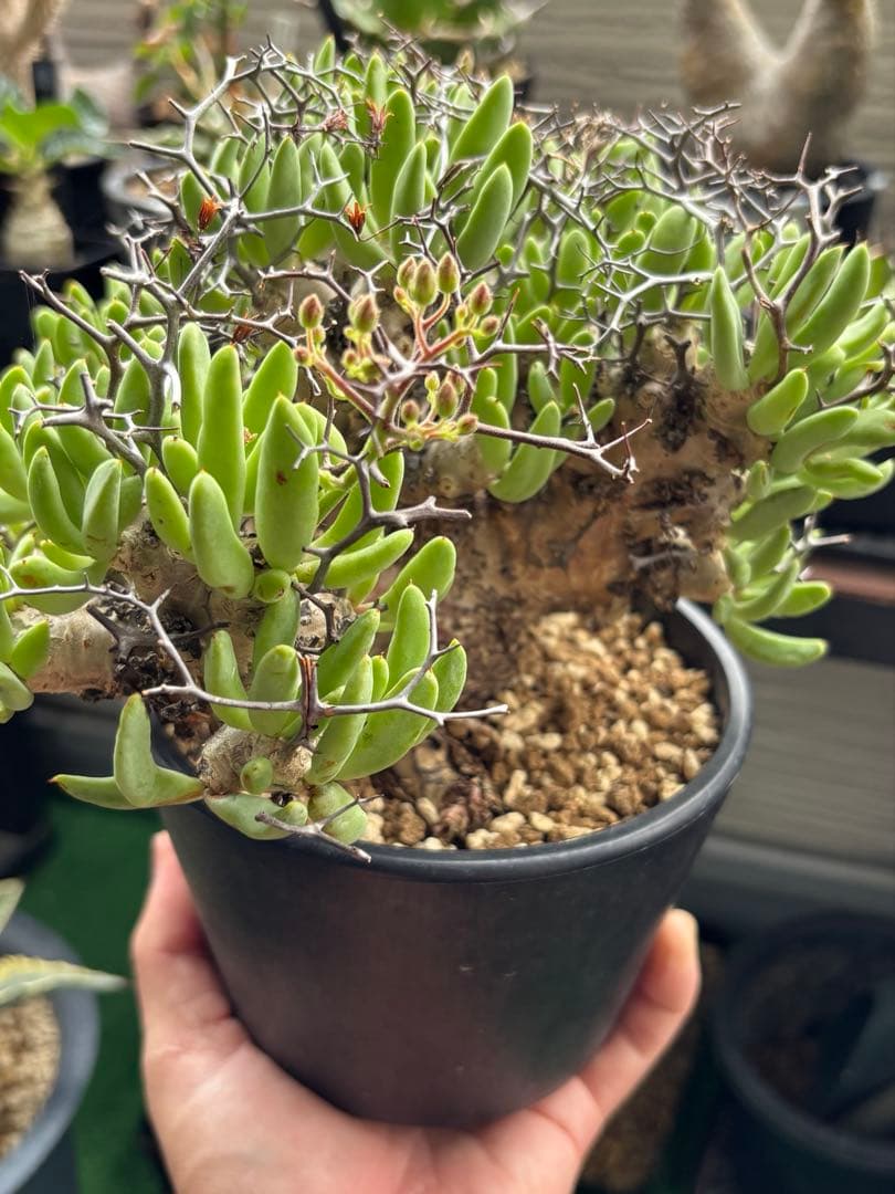 大株❗️ 塊根植物　チレコドン　レキュラータス　万物想　現地球