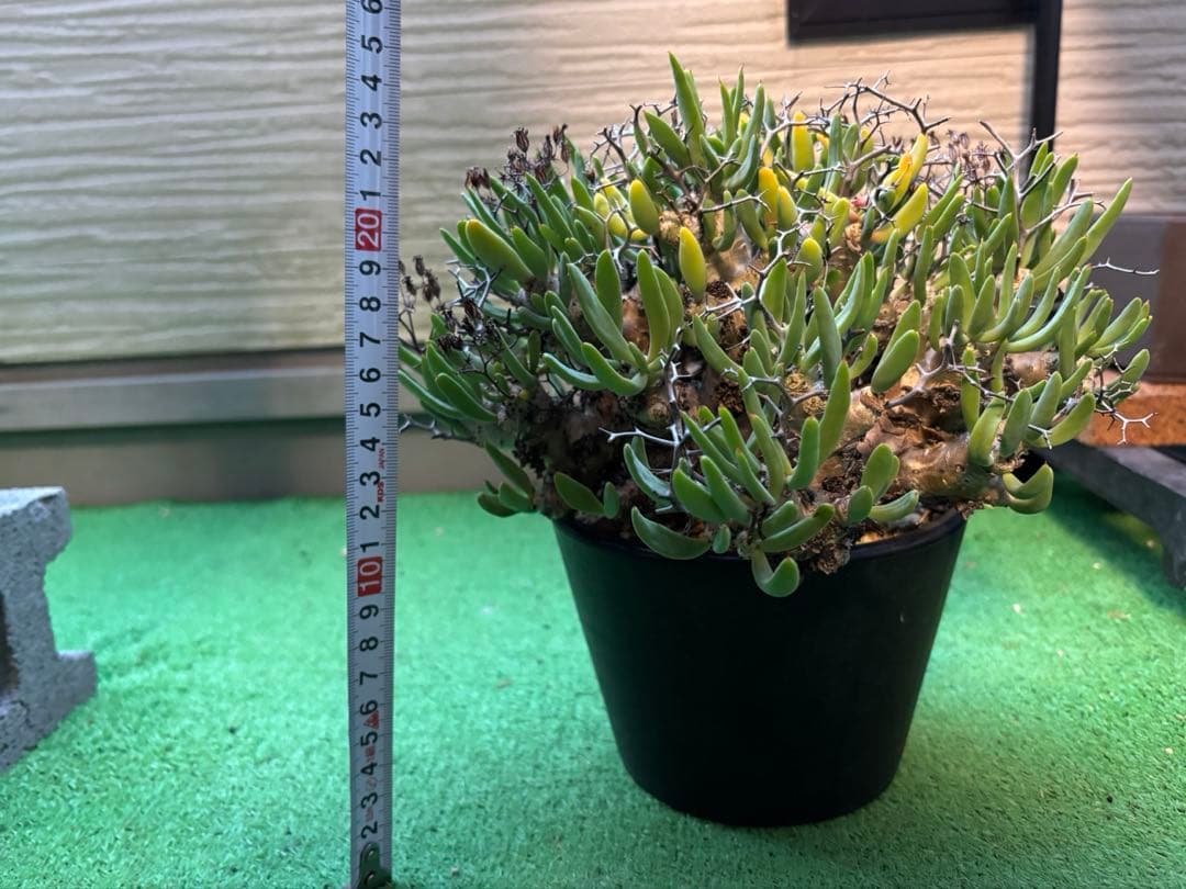 大株❗️ 塊根植物　チレコドン　レキュラータス　万物想　現地球