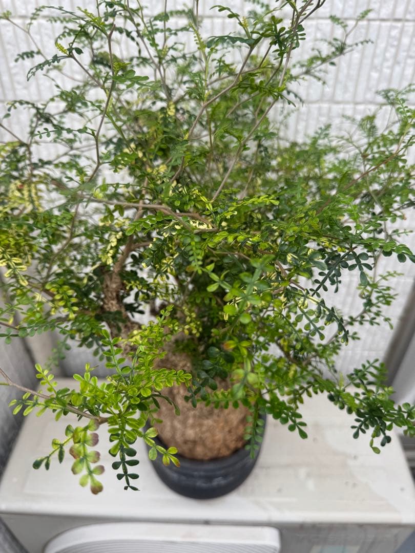 斑入り❔オペルクリカリア パキプス 幹幅19㎝ 発根済み 三州みやび鉢