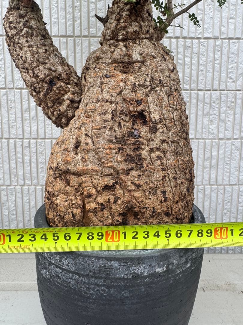 斑入り❔オペルクリカリア パキプス 幹幅19㎝ 発根済み 三州みやび鉢