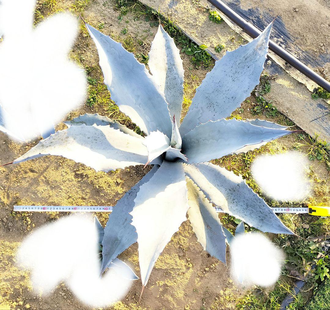 エクスパンサ アブルプタ アガベ