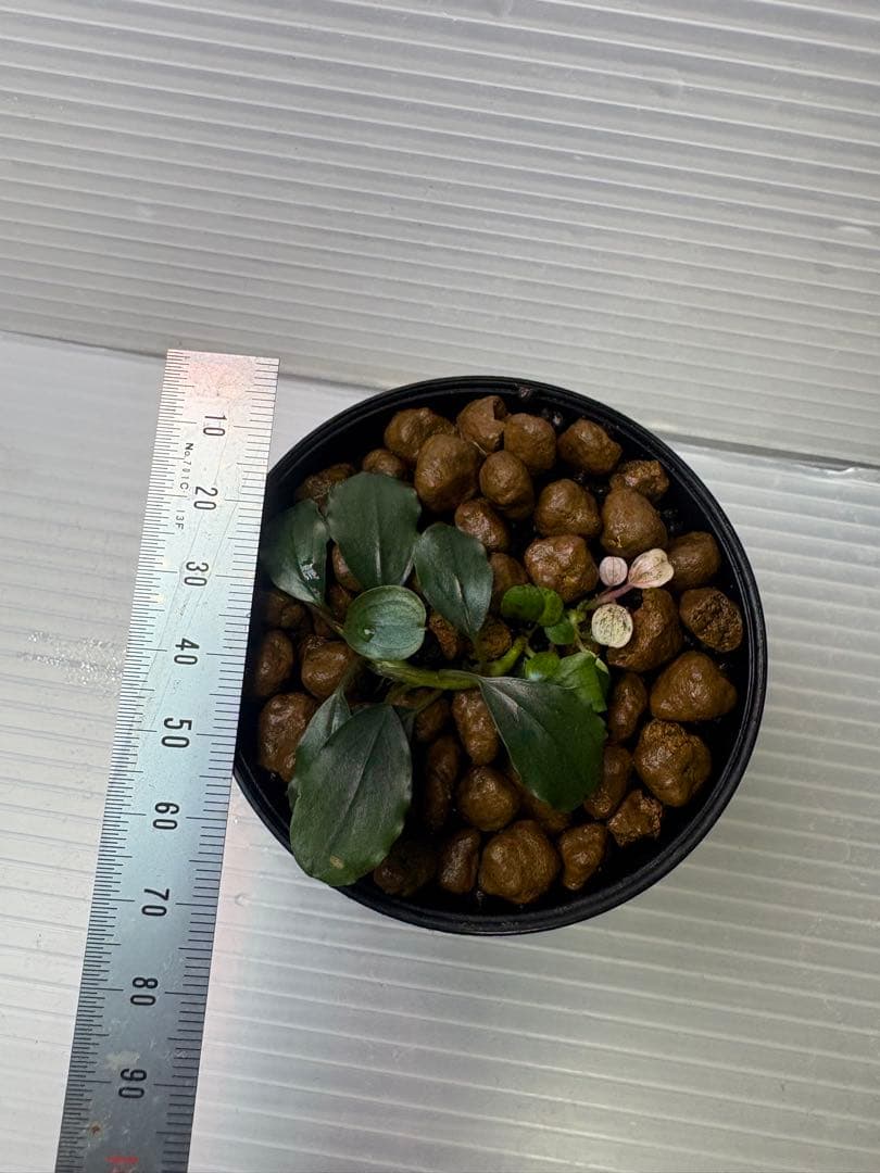 Bucephalandra sp. Variegata②