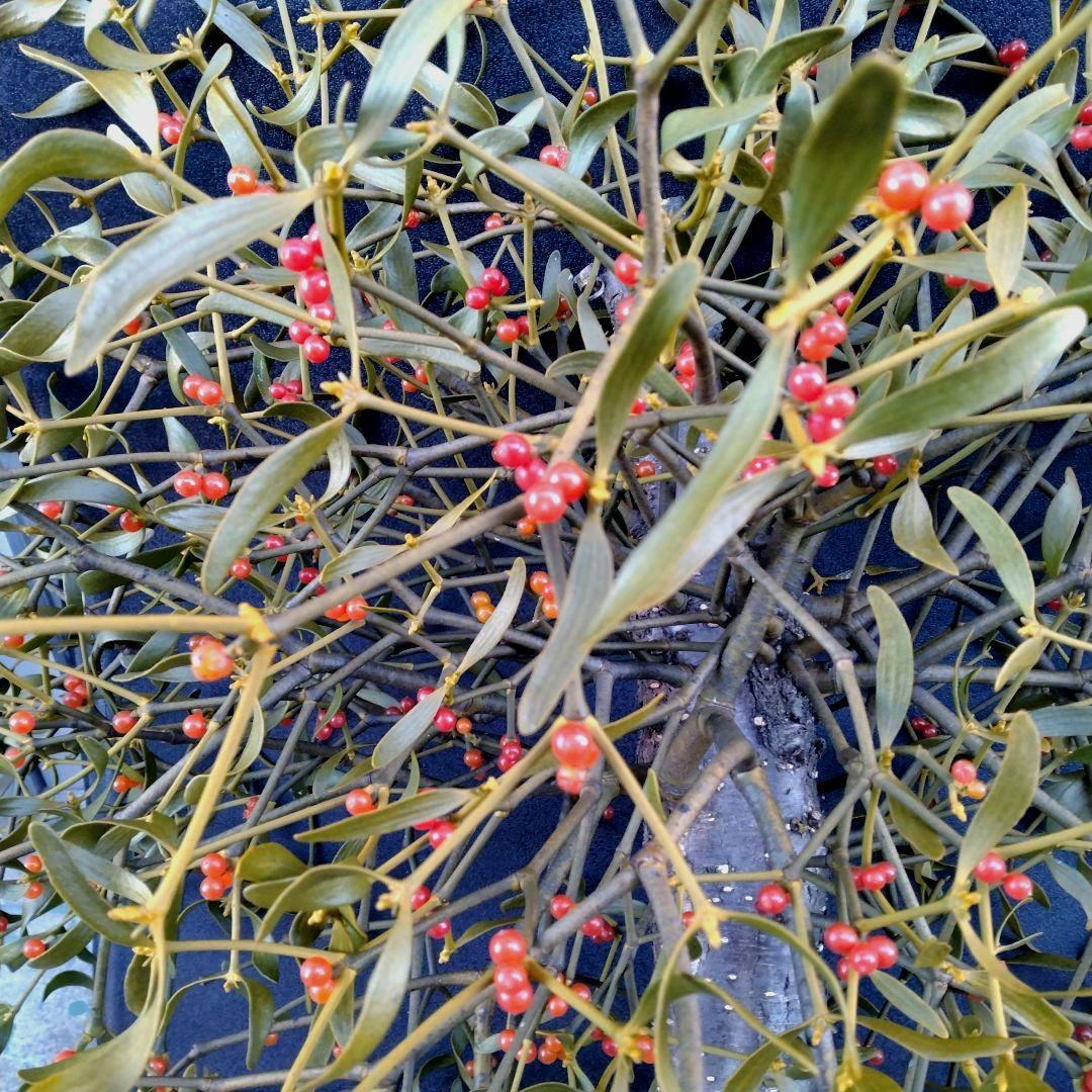 ヤドリギno.62 やや大型