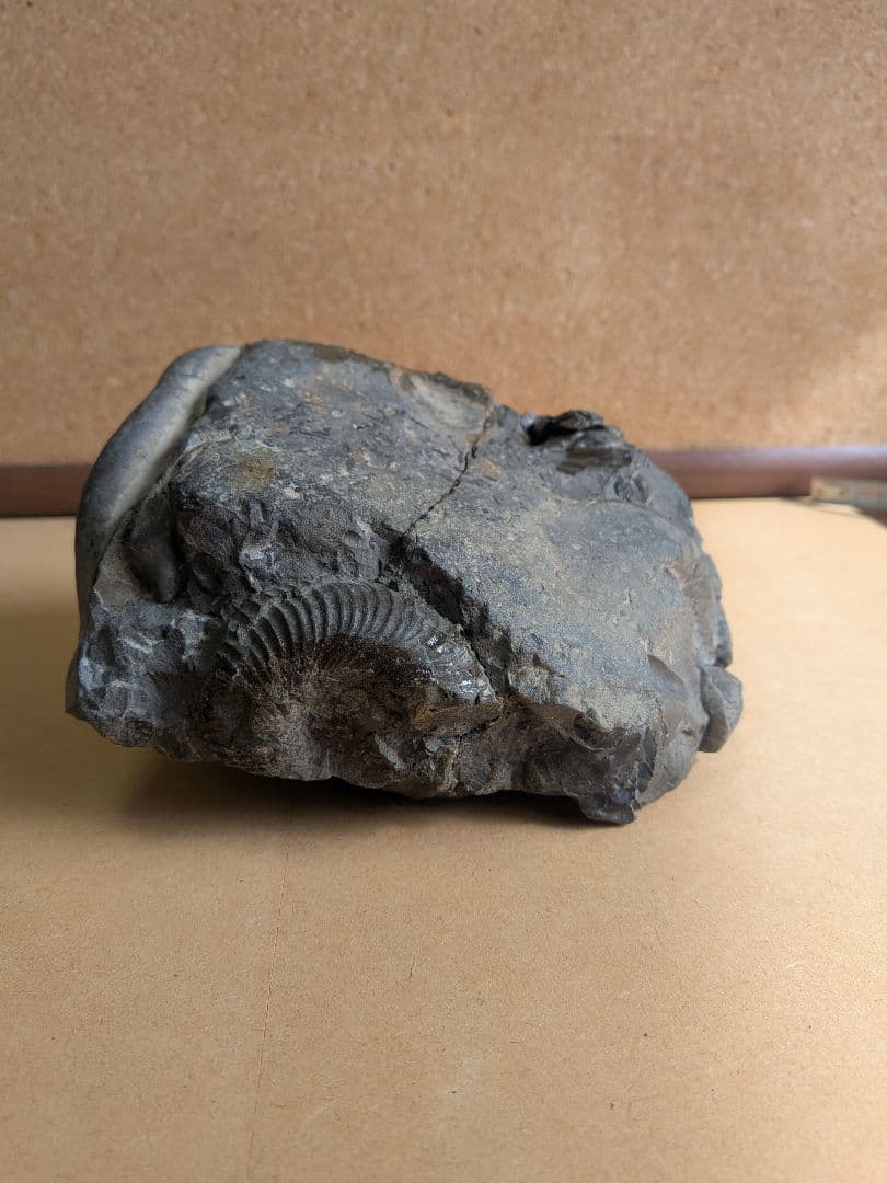 アンモナイト化石10.0㎝と7.0cm2個付着(295)