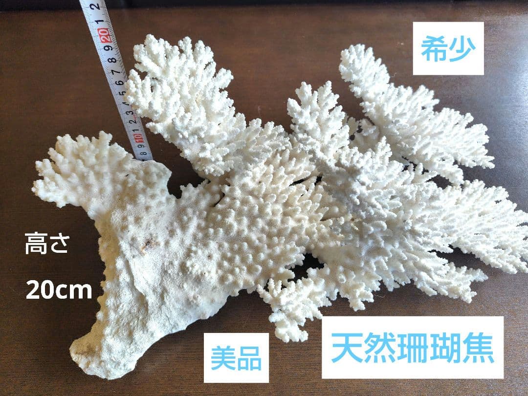 天然白珊瑚　置物 美品　希少な大きさ