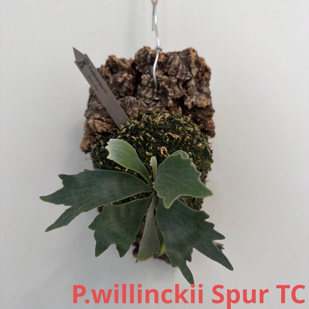 ビカクシダ　P.willinckii Spur TC