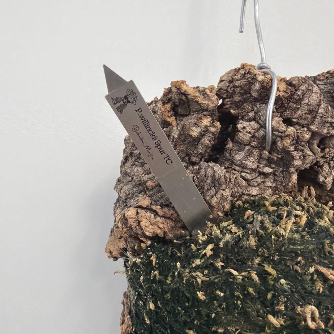 ビカクシダ　P.willinckii Spur TC