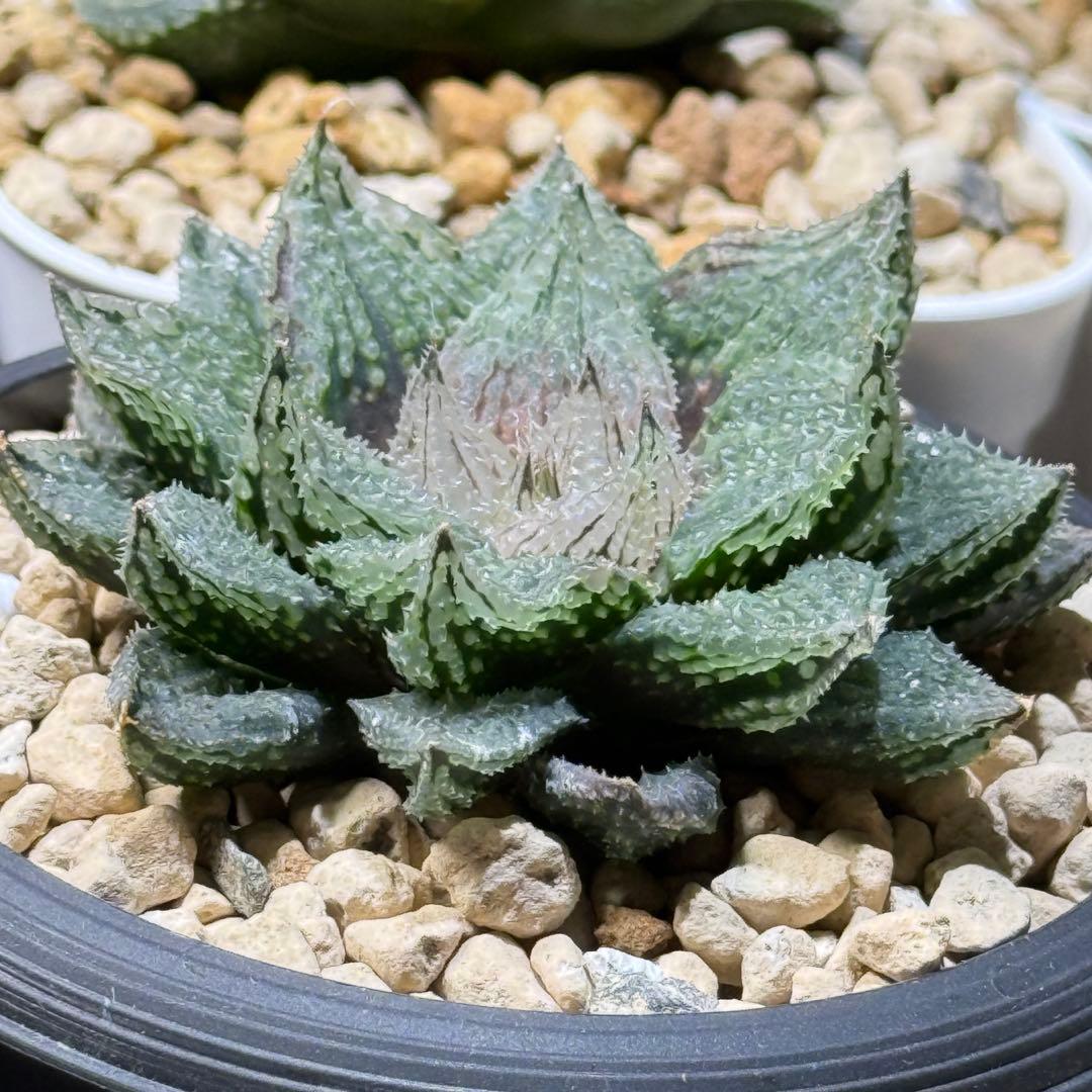 ハオルチア_闇の森