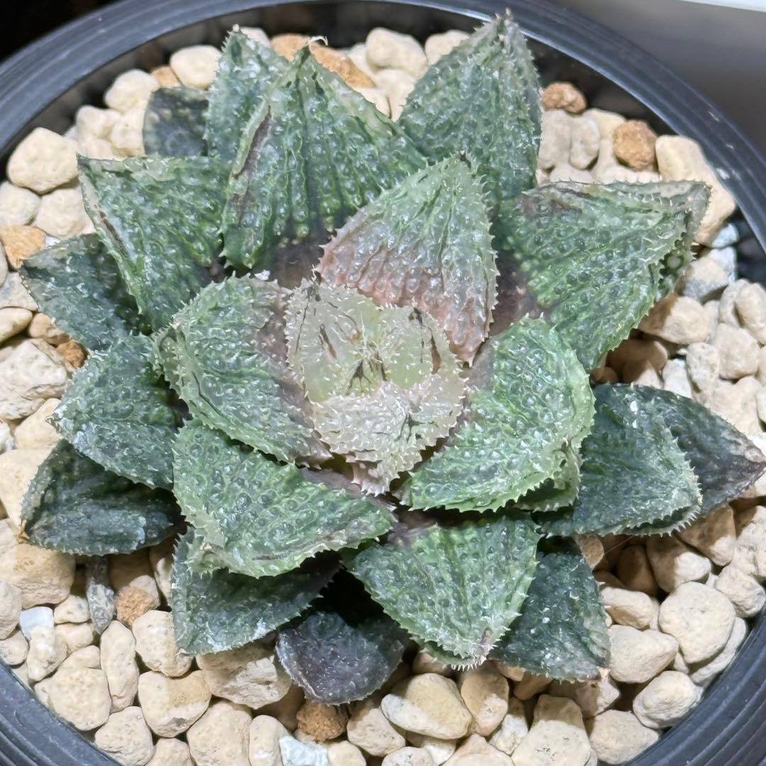 ハオルチア_闇の森