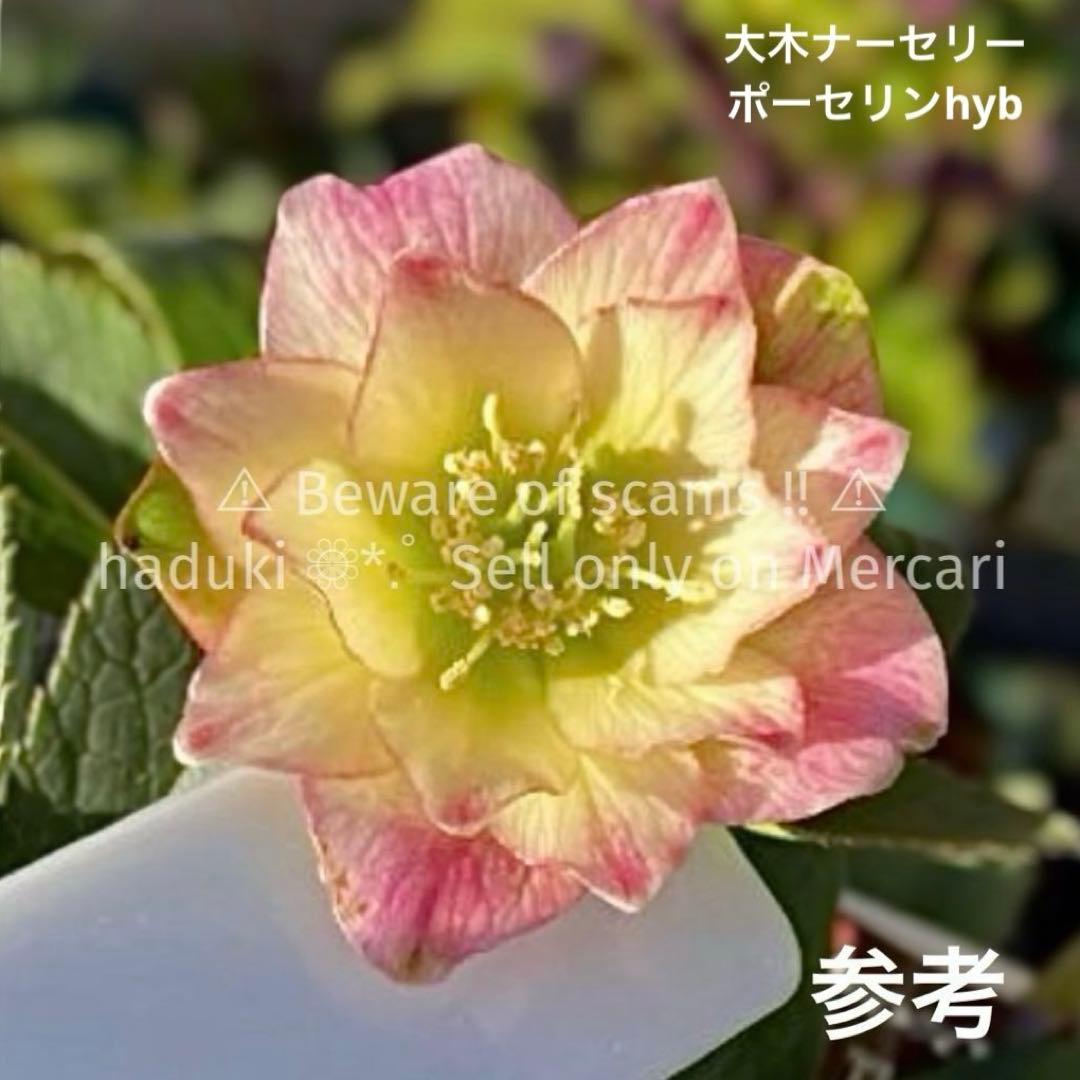 ひ*ち様 大木ナーセリー ポーセリンhyb 株分け クリスマスローズ