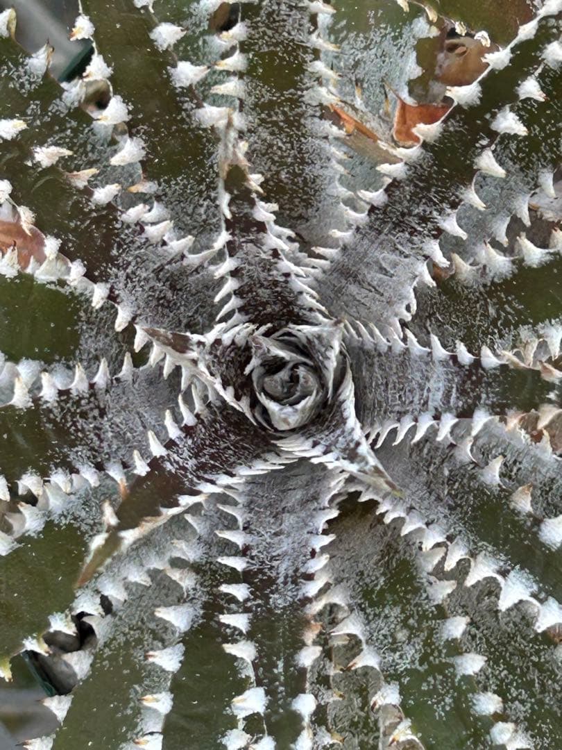 DBディッキア Dyckia Bill Baker hybrid #129 ⑵
