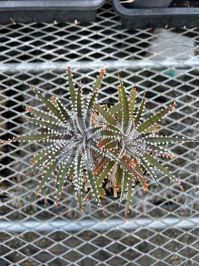 DBディッキア Dyckia Bill Baker hybrid #129 ⑵