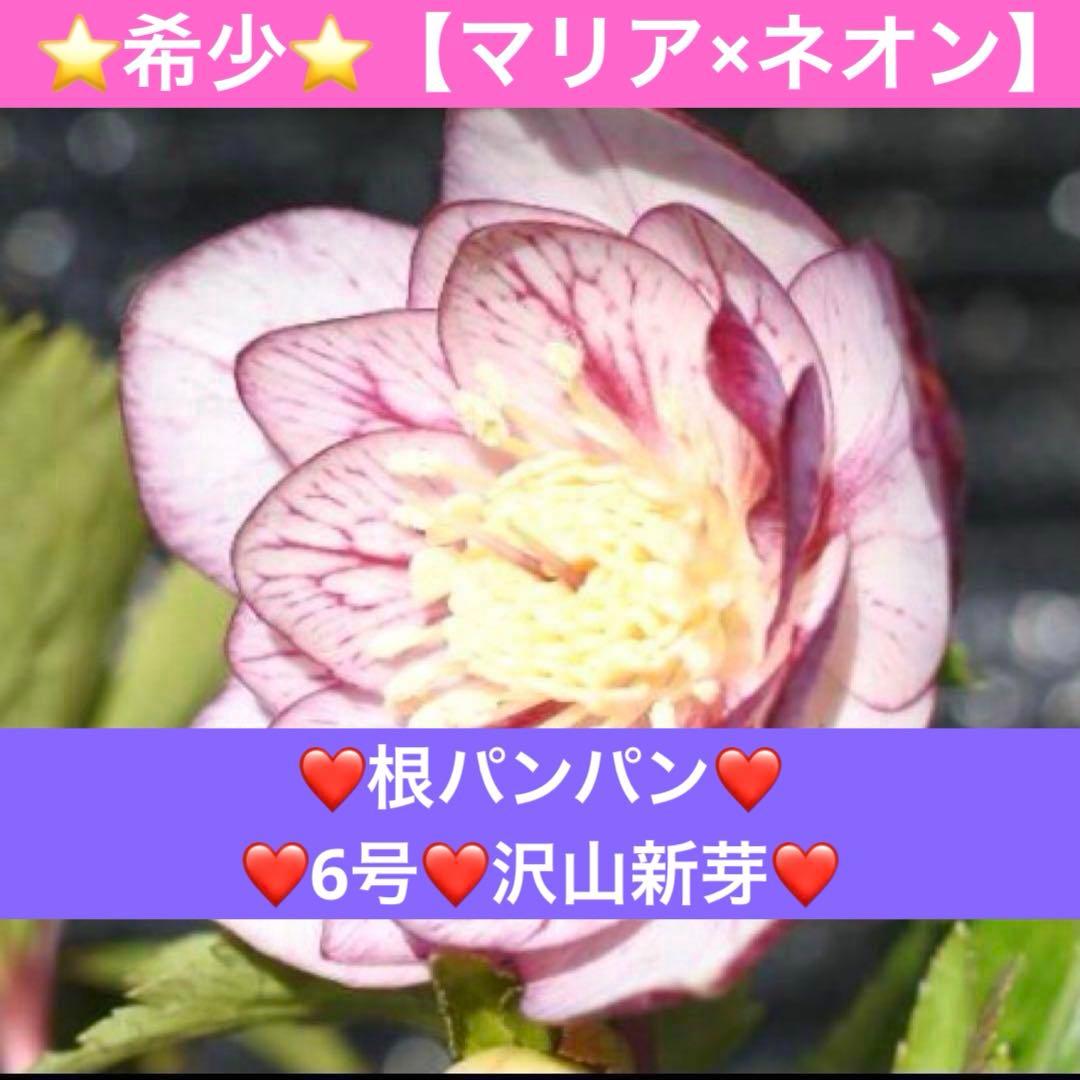 G*u様 ❤️根パンパン❤️6号❤️沢山新芽❤️221 ⭐️希少⭐️【マリア×ネ