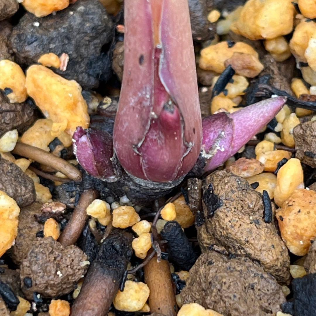 G*u様 ❤️根パンパン❤️6号❤️沢山新芽❤️221 ⭐️希少⭐️【マリア×ネ