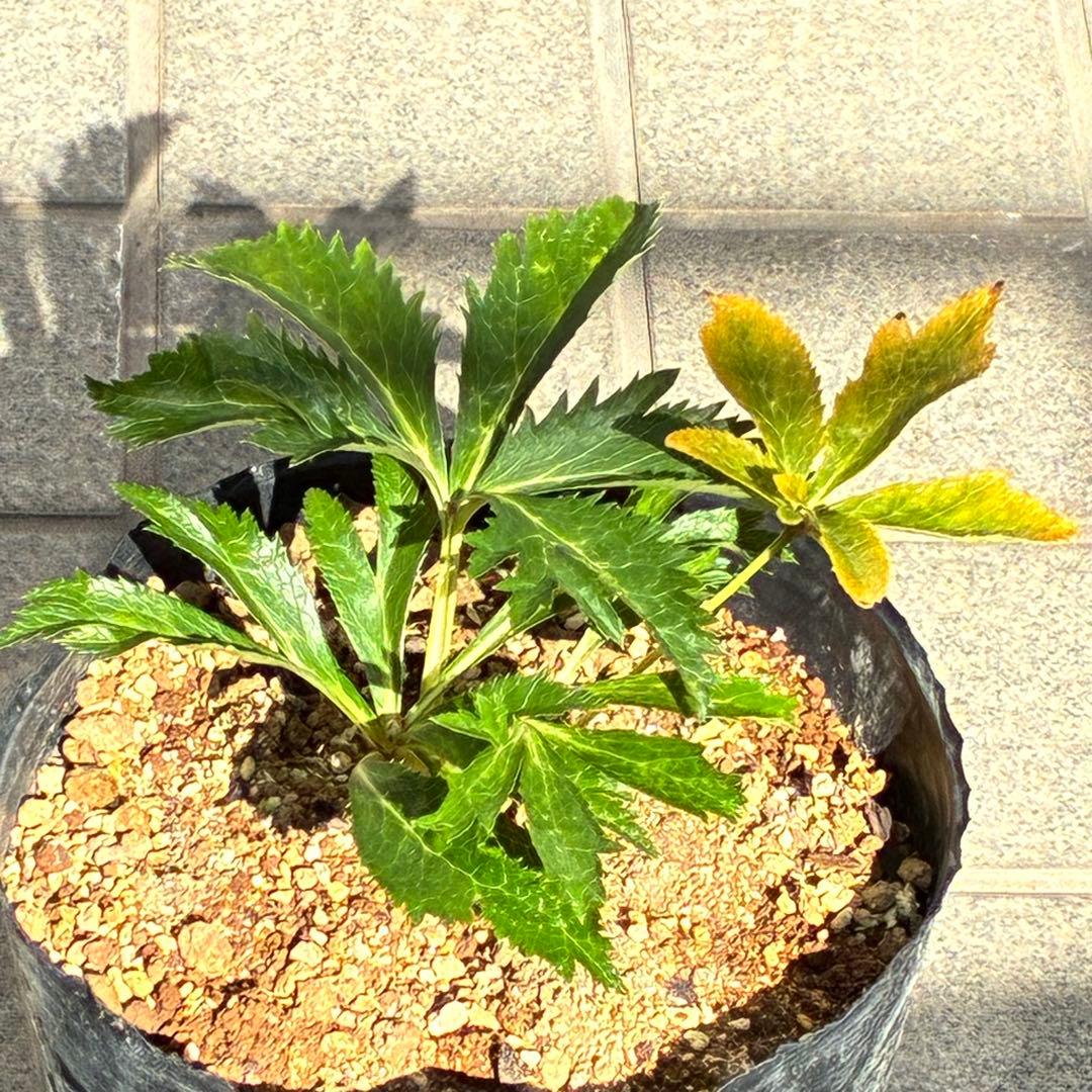 G*u様 ❤️根パンパン❤️6号❤️沢山新芽❤️221 ⭐️希少⭐️【マリア×ネ