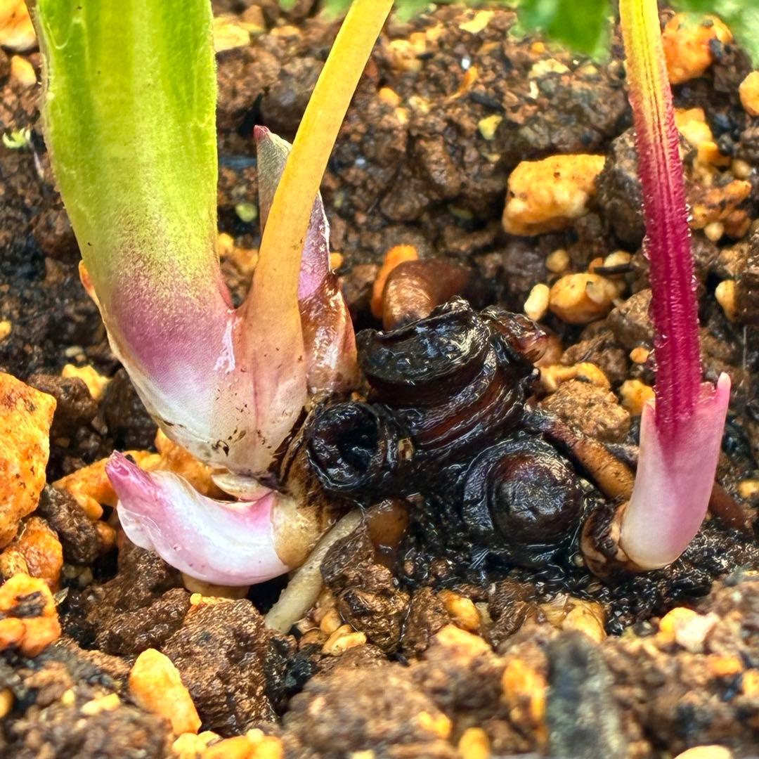 G*u様 ❤️根パンパン❤️6号❤️沢山新芽❤️221 ⭐️希少⭐️【マリア×ネ