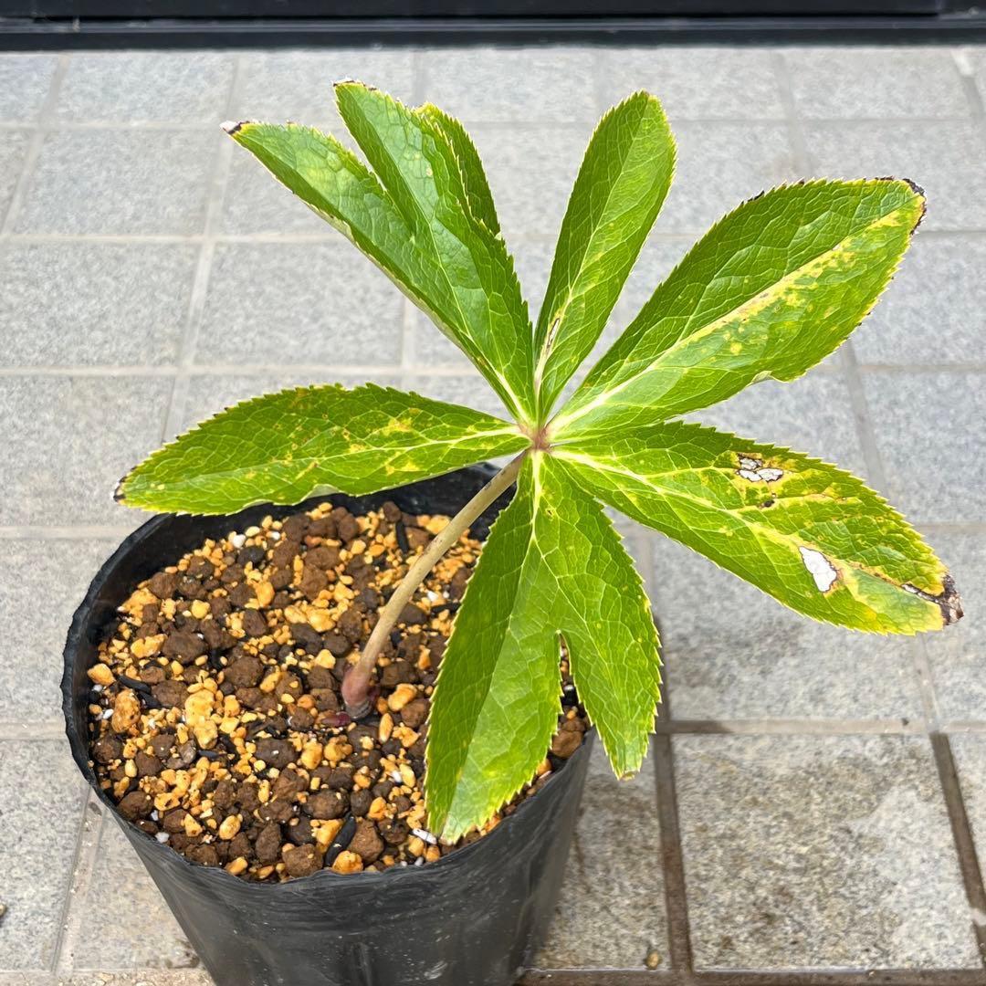 G*u様 ❤️根パンパン❤️6号❤️沢山新芽❤️221 ⭐️希少⭐️【マリア×ネ