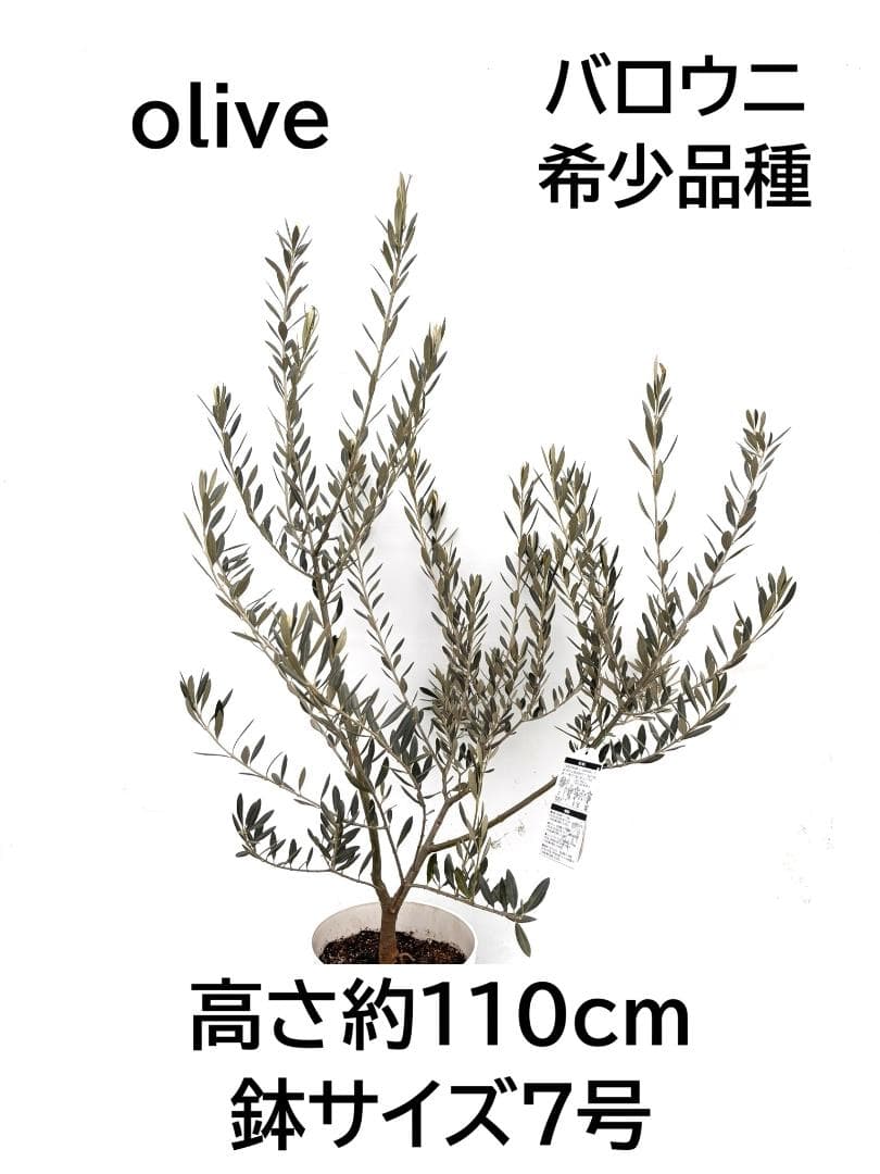 オリーブの木　バロウニ　7号　約110cm　K-308　希少品種　現品掲載