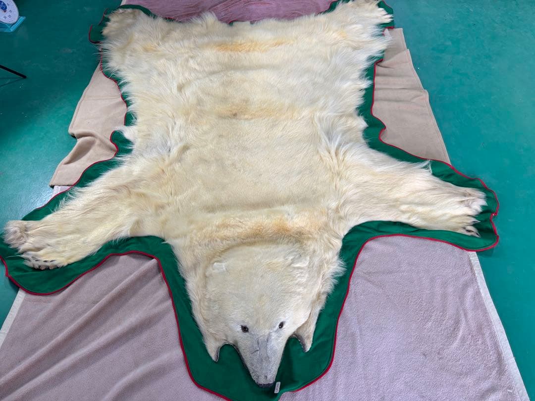 白熊　ホッキョクグマ　剥製　毛皮　マット