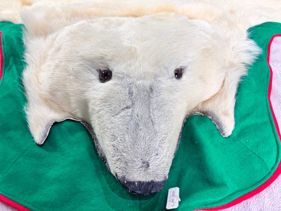 白熊　ホッキョクグマ　剥製　毛皮　マット