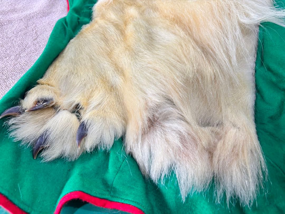 白熊　ホッキョクグマ　剥製　毛皮　マット