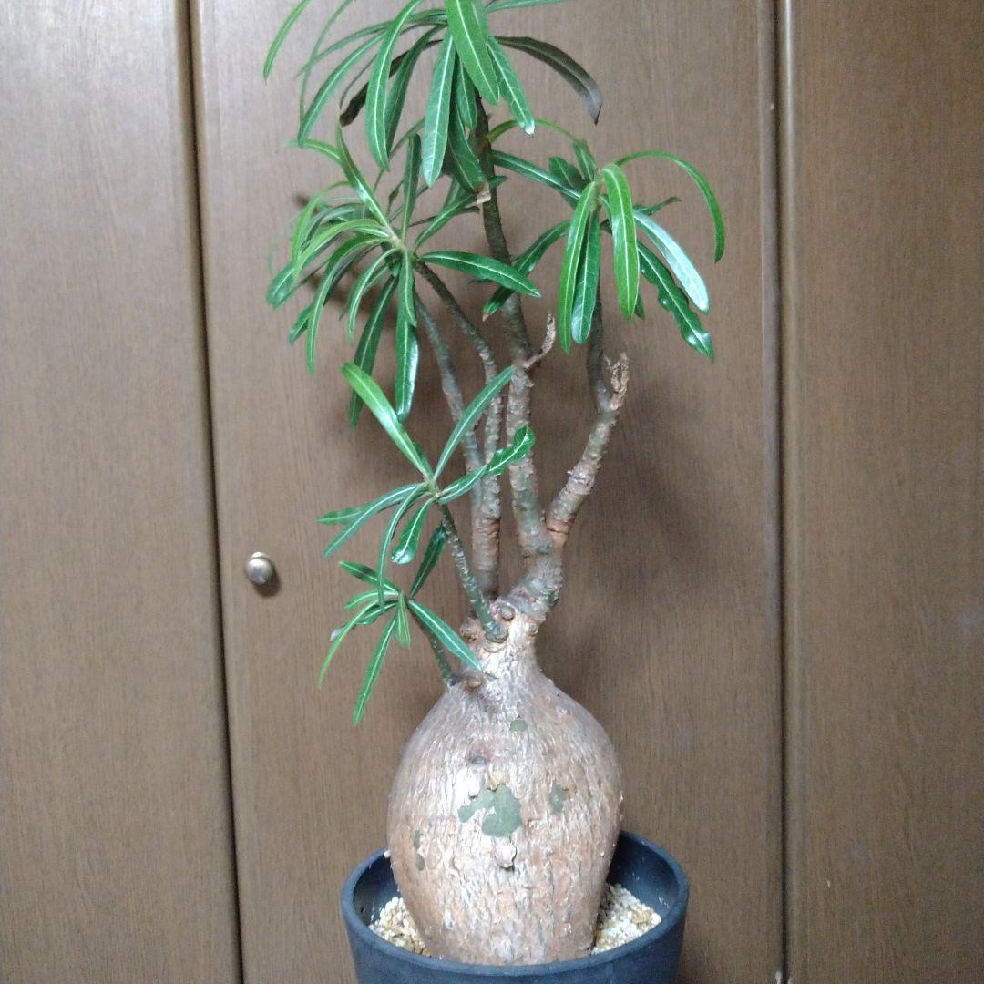 ▲現地球 大株 赤肌 アデニウム ソマレンセ ノバ