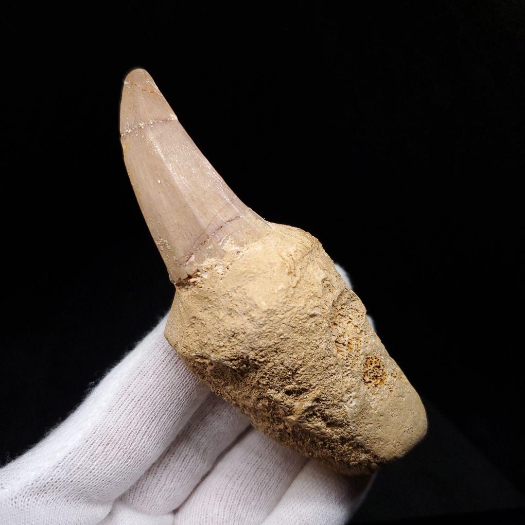 歯根付き モササウルス 化石 歯 本物 モロッコ産 93.99mm mos133