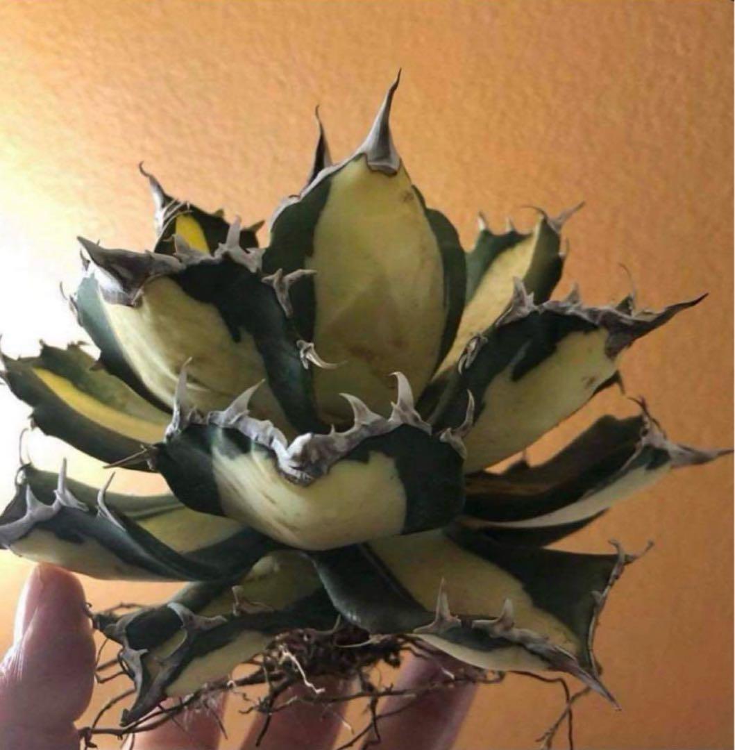 アガベ チタノタ　Saber tooth tiger 中斑　活着株鉢ごと発送