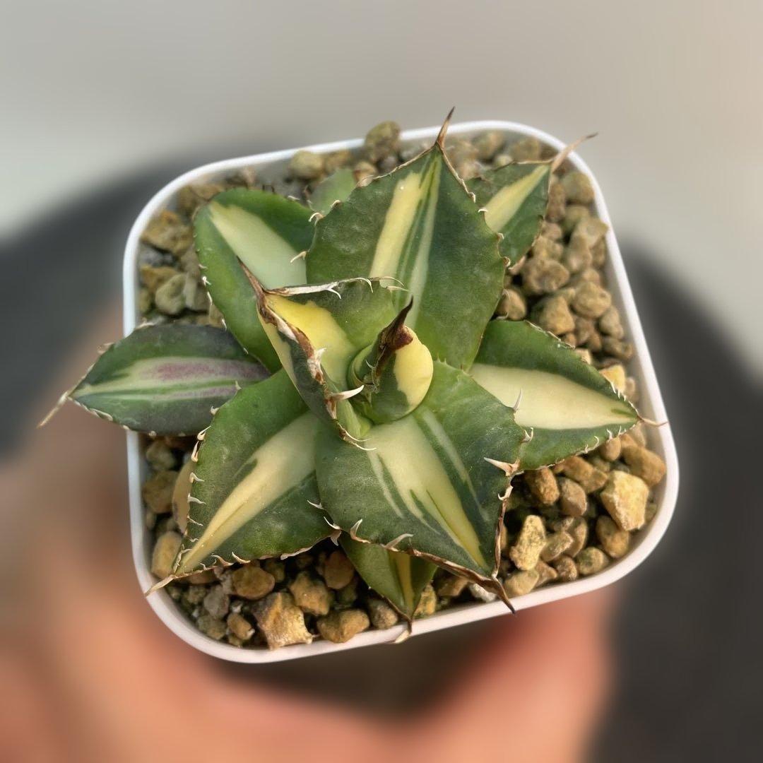 アガベ チタノタ　Saber tooth tiger 中斑　活着株鉢ごと発送