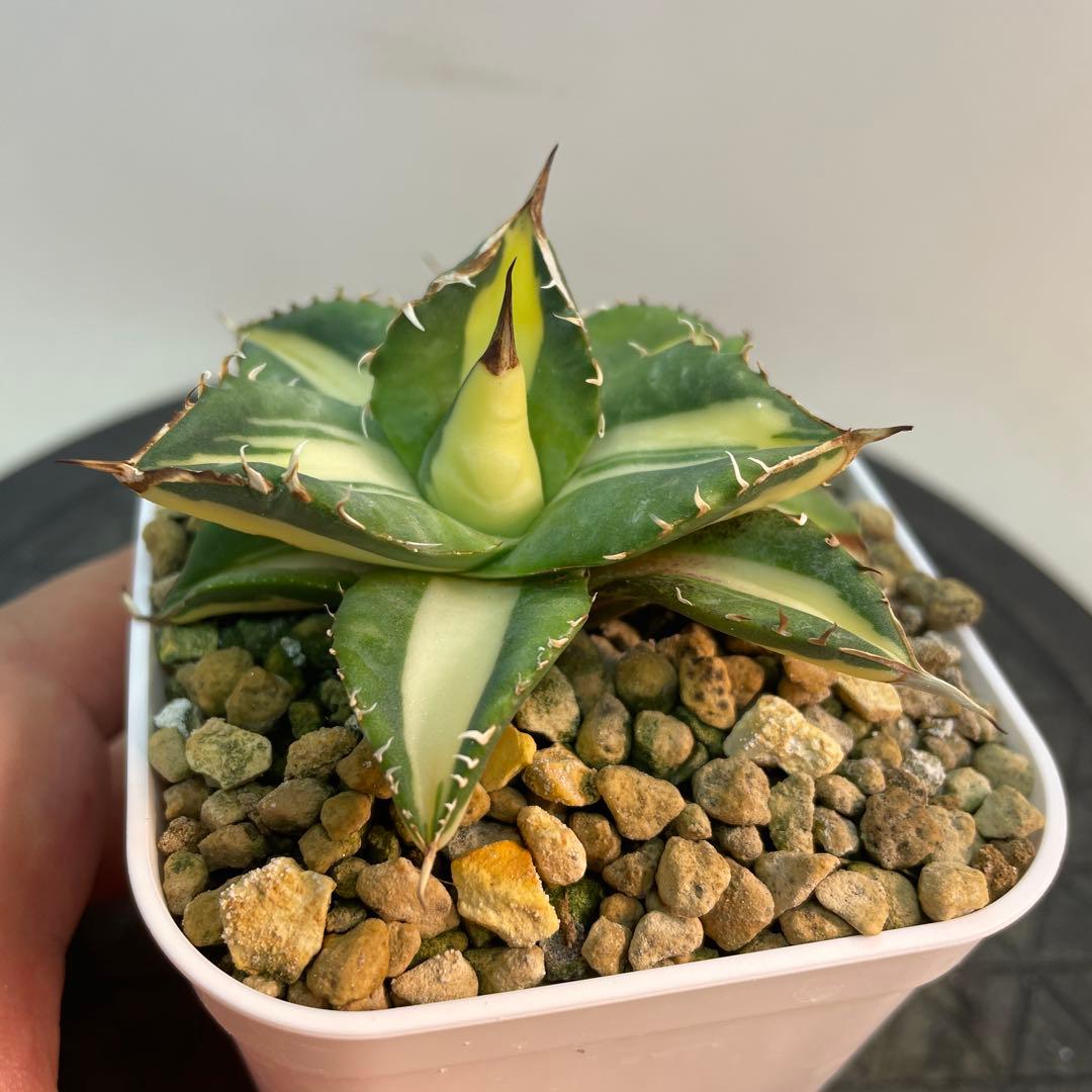 アガベ チタノタ　Saber tooth tiger 中斑　活着株鉢ごと発送