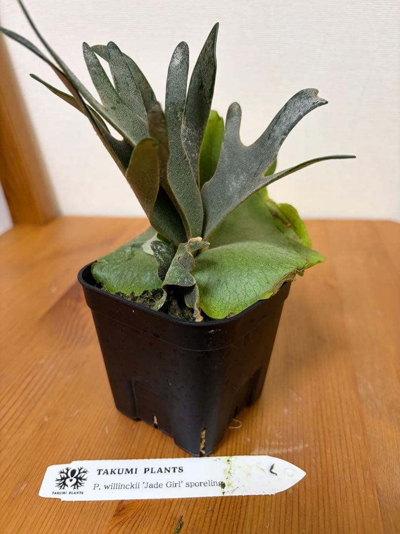 ＊P. Willinckii Jade Girl SP＊①