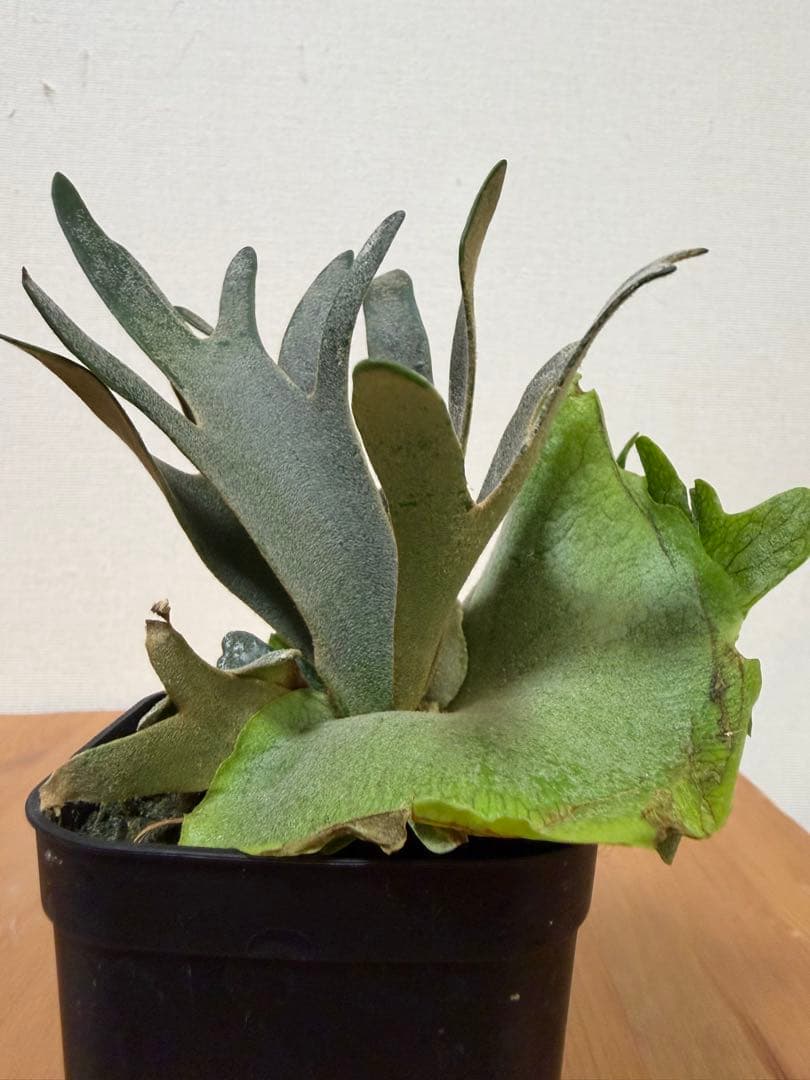 ＊P. Willinckii Jade Girl SP＊①