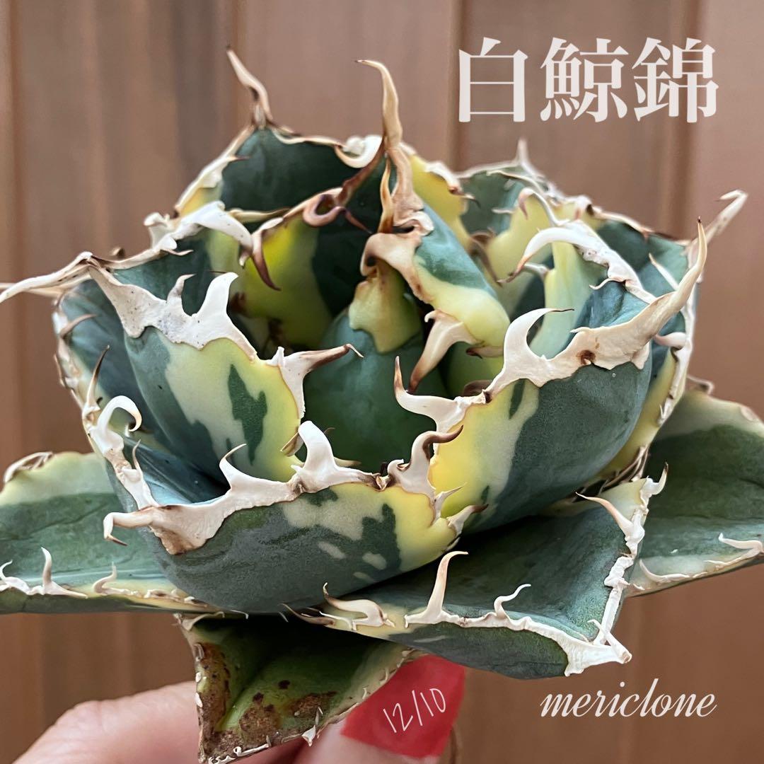 【クリスマスセール】①選抜 特大　美株　アガベ　白鯨錦　覆輪斑　TC
