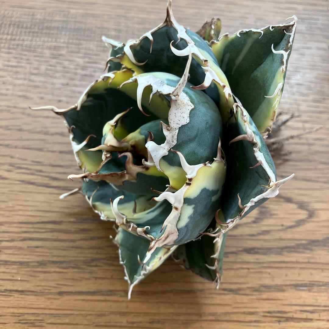 【クリスマスセール】①選抜 特大　美株　アガベ　白鯨錦　覆輪斑　TC