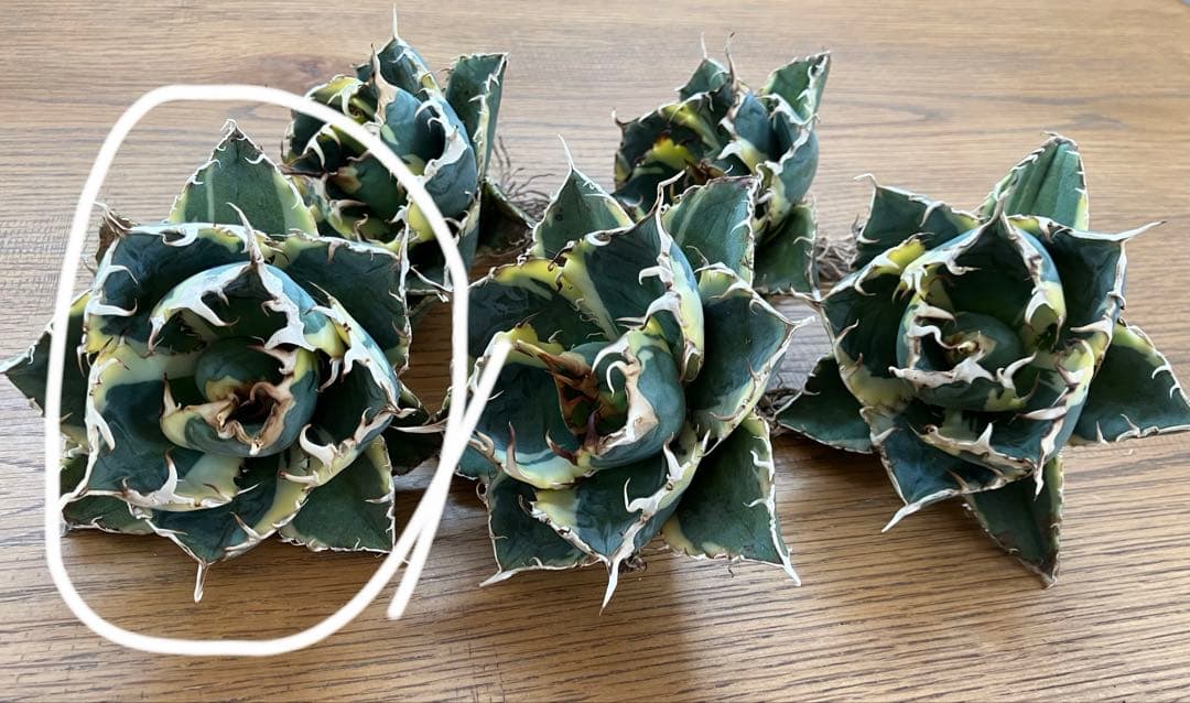 【クリスマスセール】①選抜 特大　美株　アガベ　白鯨錦　覆輪斑　TC