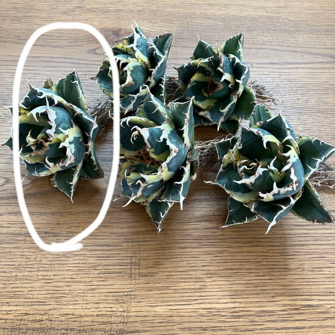 【クリスマスセール】①選抜 特大　美株　アガベ　白鯨錦　覆輪斑　TC