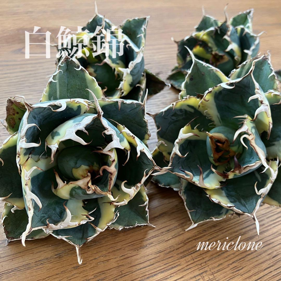 【クリスマスセール】①選抜 特大　美株　アガベ　白鯨錦　覆輪斑　TC