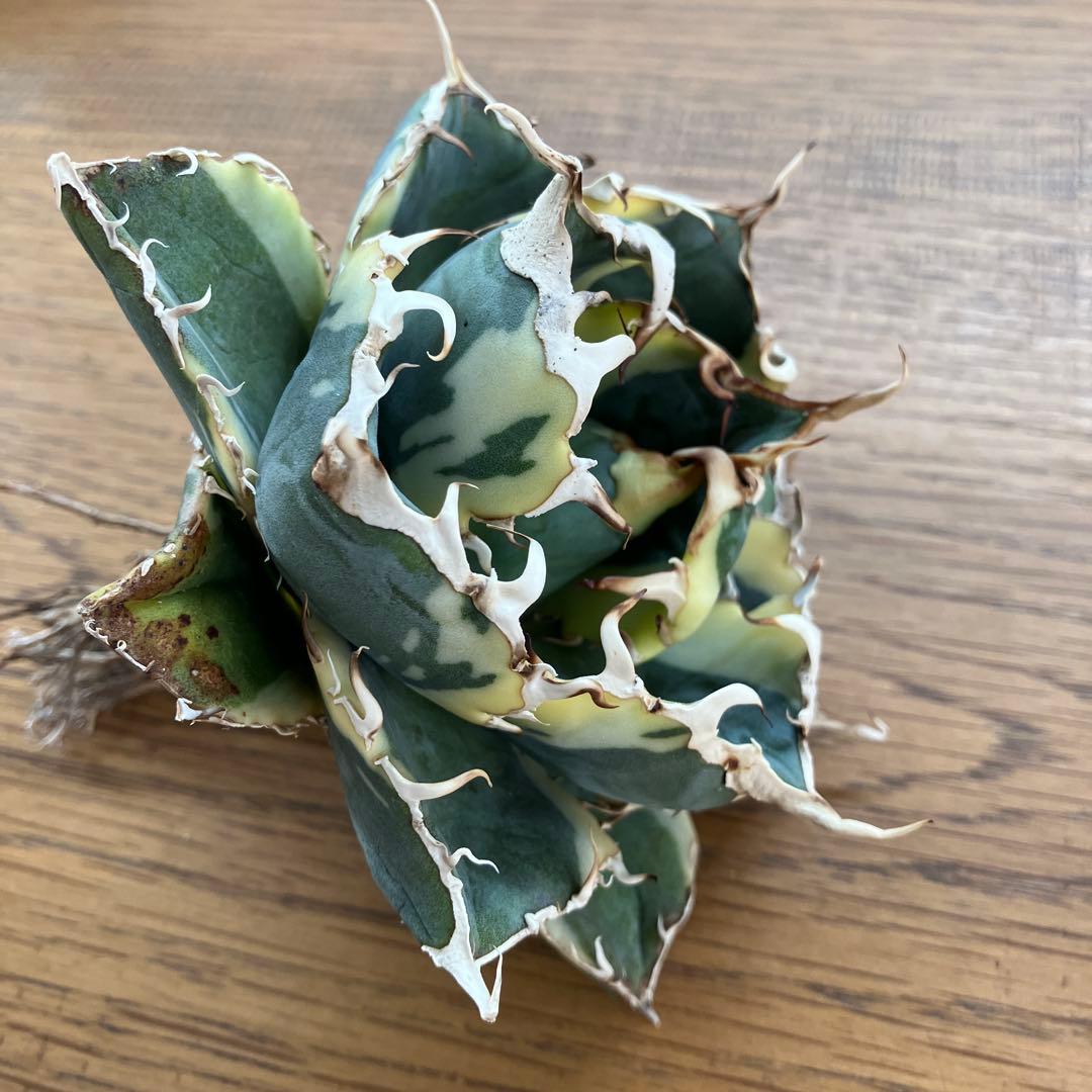 【クリスマスセール】①選抜 特大　美株　アガベ　白鯨錦　覆輪斑　TC