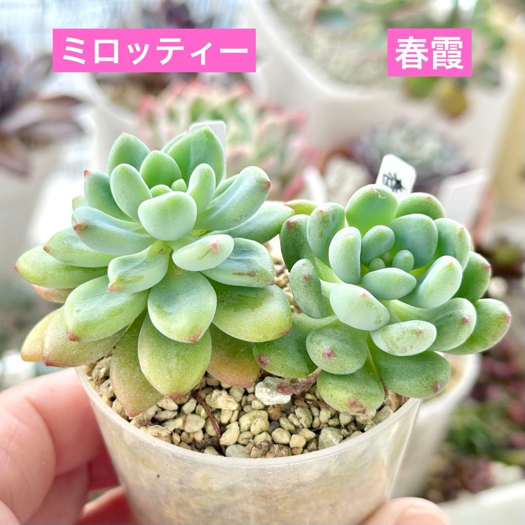 【激レア@1580】ミロッティー&春霞セット