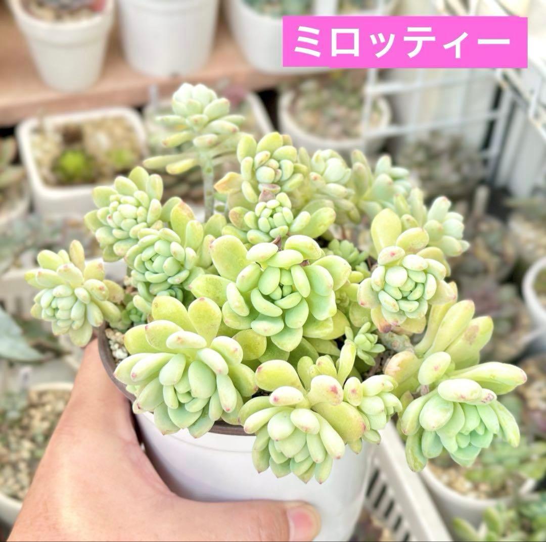 【激レア@1580】ミロッティー&春霞セット